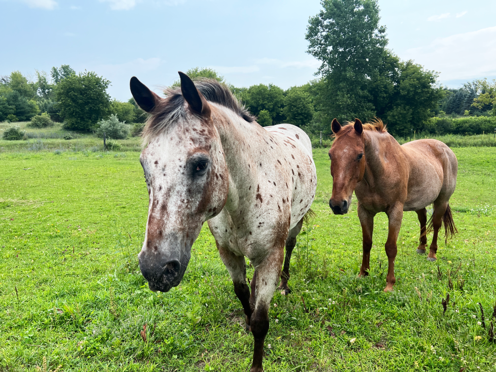 Horse 2_S_Resized