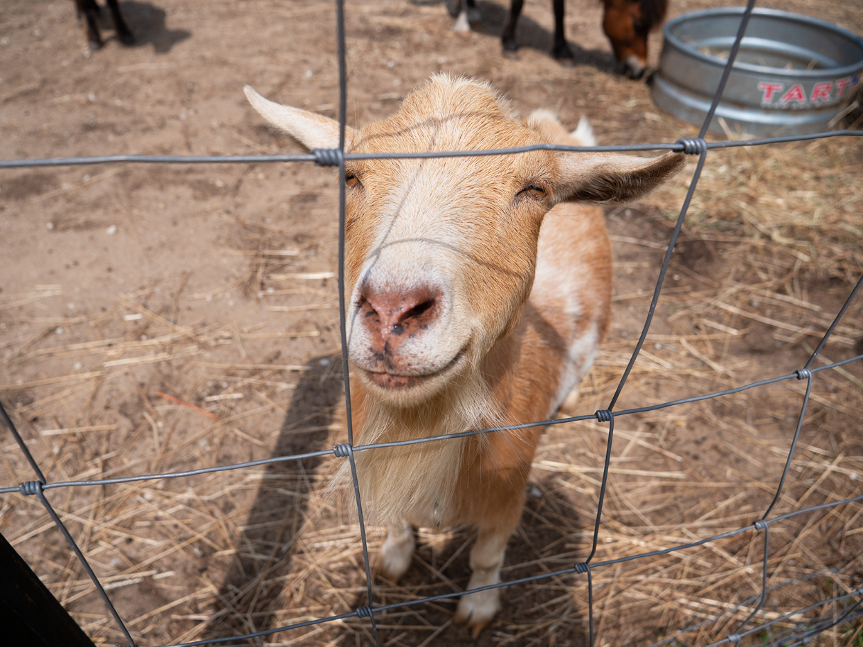 One of our goats that you can adopt. When you adopt an animal, you make a positive impact on our campers!