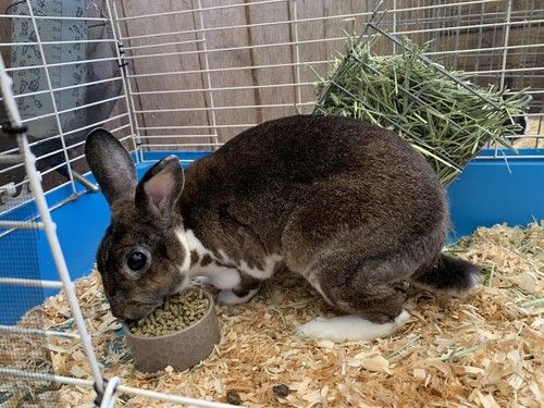 make an impact on The Fowler Center by adopting an animal like Clover, one of our bunnies