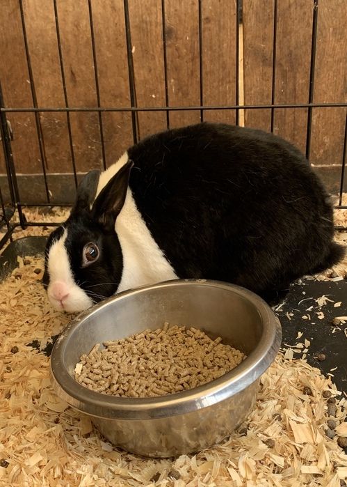 make an impact on The Fowler Center by adopting an animal like Oreo, one of our bunnies