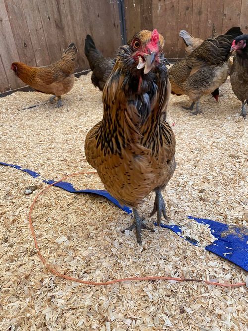 chickens make an impact on The Fowler Center by adopting an animal like any of our chickens