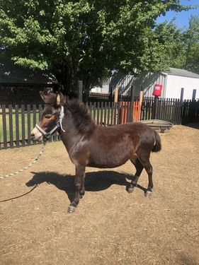 donkey-brownie make an impact on The Fowler Center by adopting an animal like Brownie, our donkey