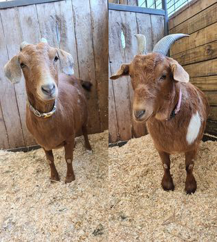 goats-bell-miss-pots make an impact on The Fowler Center by adopting an animal like Bell or Mrs. Pots, two of our goats
