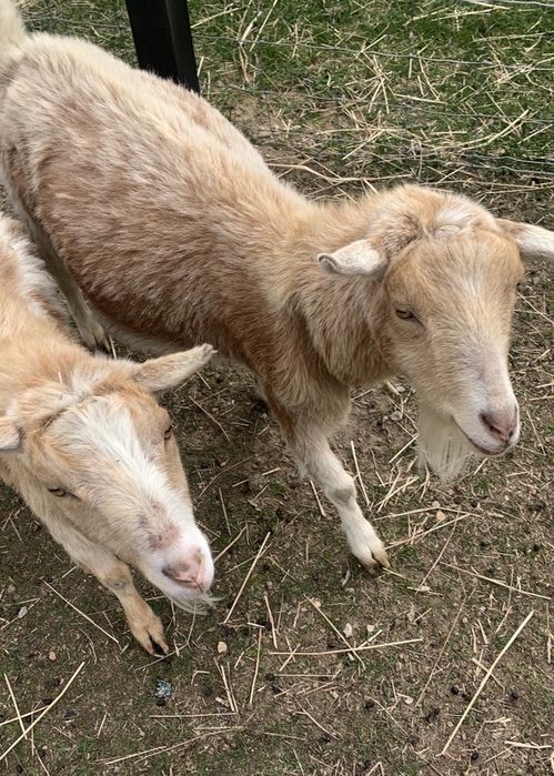 make an impact on The Fowler Center by adopting an animal like Mike or Ike, two of our goats