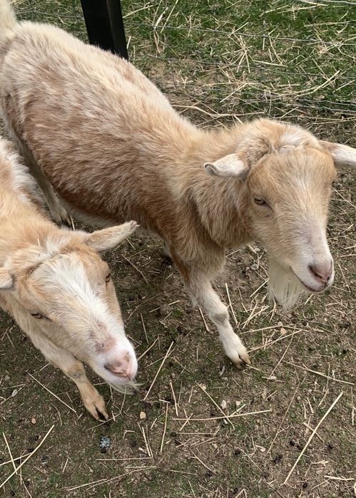 goats-mike-and-ike make an impact on The Fowler Center by adopting an animal like Mike or Ike, two of our goats