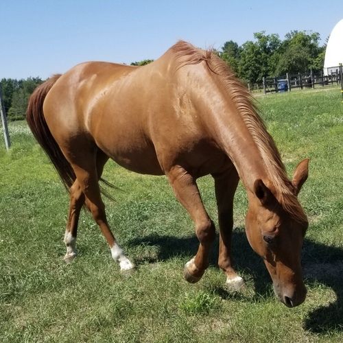horse-annie make an impact on The Fowler Center by adopting an animal like Annie, one of our horses