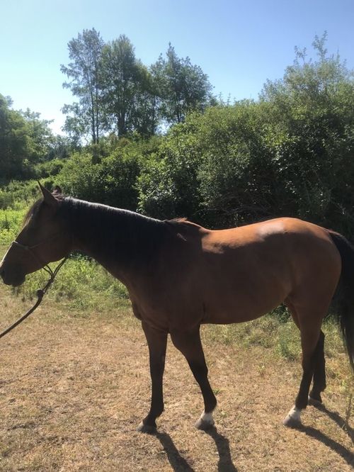 horse-breeze make an impact on The Fowler Center by adopting an animal like Breeze, one of our horses