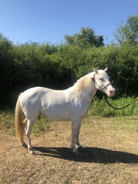 make an impact on The Fowler Center by adopting an animal like Misty, one of our horses