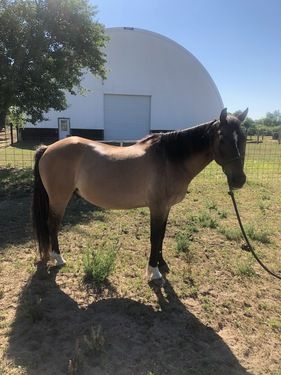 make an impact on The Fowler Center by adopting an animal like Moco, one of our horses