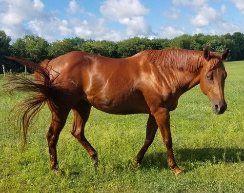 make an impact on The Fowler Center by adopting an animal like Rosie, one of our horses