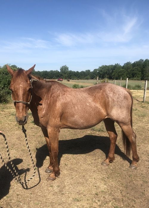 horse-tigger make an impact on The Fowler Center by adopting an animal like Tigger, one of our horses