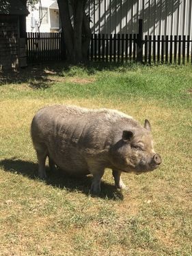 pig-lilo make an impact on The Fowler Center by adopting an animal like Lilo, one of our pigs
