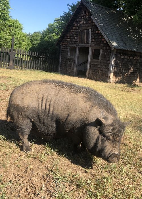 make an impact on The Fowler Center by adopting an animal like Violet, one of our pigs
