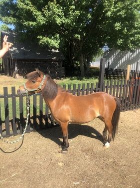 make an impact on The Fowler Center by adopting an animal like Dancer, one of our horses