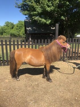 pony-tinkerbell make an impact on The Fowler Center by adopting an animal like Tinkerbell, one of our horses