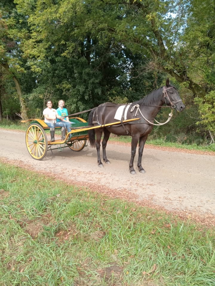 make an impact on The Fowler Center by adopting an animal like Dancer, one of our horses