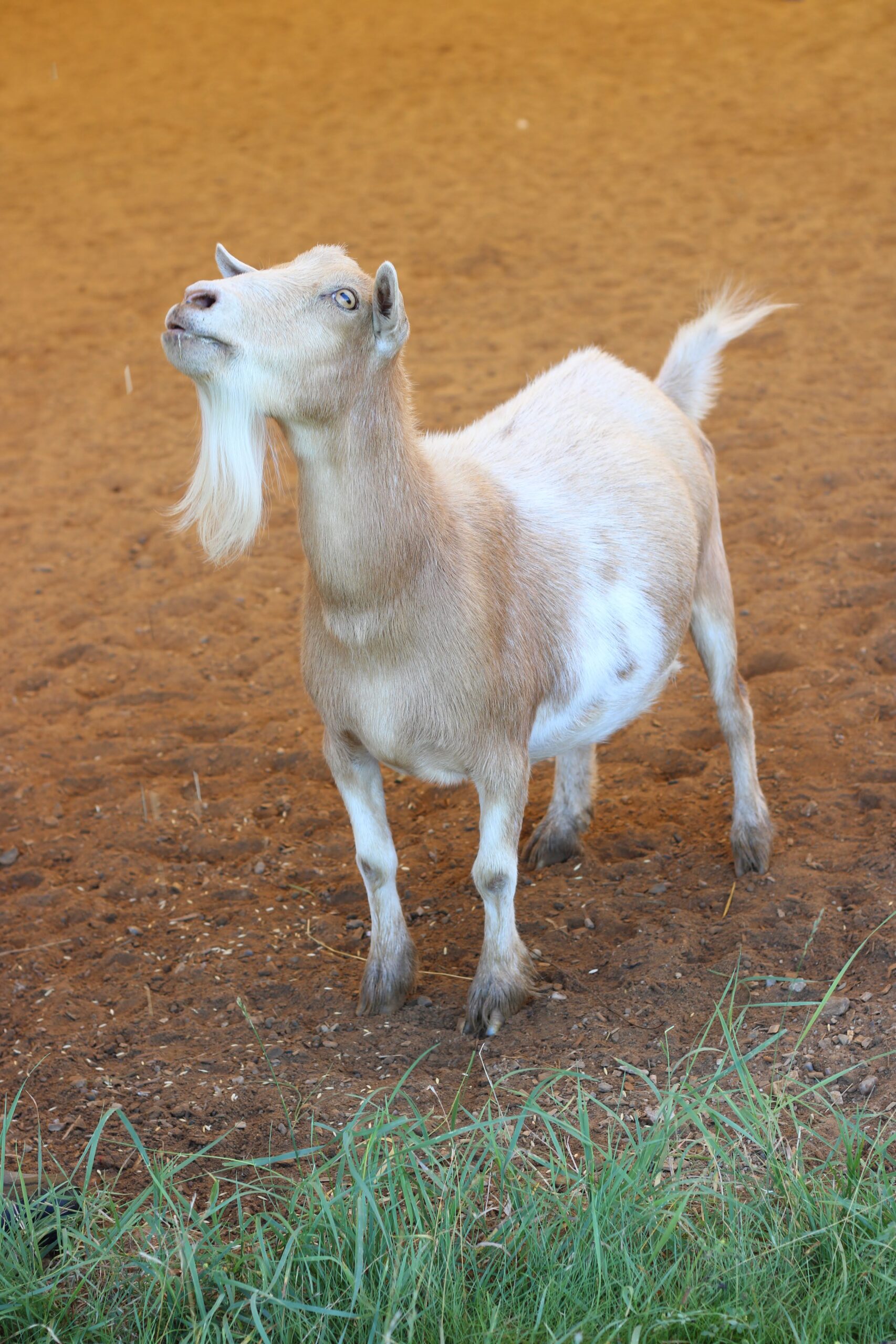 make an impact on The Fowler Center by adopting an animal like Mike or Ike, two of our goats